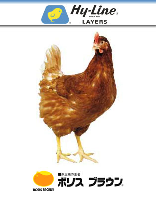 本日の段ボール きよらか鶏の白たまご 段ボール博物館 日本全国の段ボールを紹介